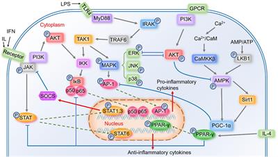 Microglia Polarization From M1 to M2 in Neurodegenerative Diseases